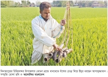 ইঁদুরের আক্রমণ থেকে ধানখেত রক্ষা করছে ‘বাঁশের চোঙা’ ফাঁদ  