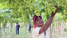 ইউটিউব দেখে আঙুর চাষে সফল বিদেশফেরত যুবক