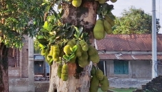 দিনাজপুরে থোকায় থোকায় কাঁঠাল, বাজারে আসার অপেক্ষা