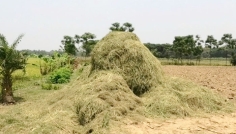 দামুড়হুদায় কৃষকের পাকা ধান কেটে নেওয়ার অভিযোগ