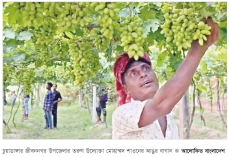 চুয়াডাঙ্গায় আঙুর চাষ সাড়া ফেলেছে   