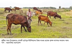 গবাদিপশু পালন করে স্বাবলম্বী কৃষক   