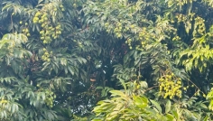 তীব্র তাপদাহে মৃদু বাতাসেও ঝরছে লিচুর গুটি, দুশ্চিন্তায় লিচু চাষীরা