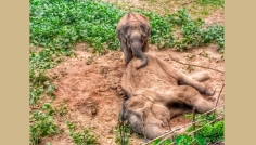 লংগদুতে অসুস্থ হাতির মৃত্যু, পাশে দাঁড়িয়ে শোকে কাতর হস্তিনী