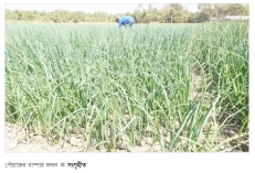 বাম্পার ফলনে পেঁয়াজে স্বয়ংসম্পূর্ণতার পথে দেশ  