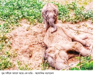 লংগদুতে অসুস্থ পুরুষ হাতির মৃত্যু 