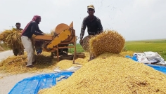 কিশোরগঞ্জ হাওরে ৪৮ শতাংশ ধান কাটা শেষ, বন্যার শঙ্কা