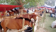 ফুলবাড়ীতে জমজমাট শত বছরের বুড়াচিন্তামন ঘোড়ার মেলা