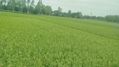 রংপুরে আশীর্বাদের বৃষ্টি, সেচ খাতে সাশ্রয় প্রায় ৫০ কোটি টাকা