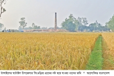 ইটভাটার বিষাক্ত ধোঁয়ায় শত বিঘা জমির ধান নষ্ট  