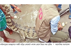 পদ্মায় জেলের বড়শিতে ধরাপড়া কুমির ৯ ঘণ্টা পর উদ্ধার  