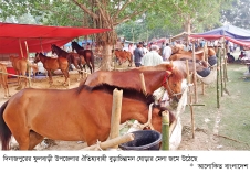 ফুলবাড়ীতে জমে উঠেছে শত বছরের ঐতিহ্যবাহী ঘোড়ার মেলা  