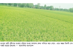 রংপুরে আশীর্বাদ হয়ে এলো বৃষ্টি, বাঁচল ৫০ কোটি টাকা  