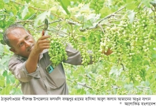 ঠাকুরগাঁওয়ে কৃষকের হাত ধরে আঙুর চাষে বদলে যাচ্ছে গ্রাম  