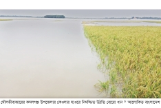 টানা বৃষ্টি ও পাহাড়ি ঢলে বোরো ধান পানির নিচে  