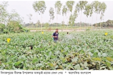 বর্ষাকালীন বেগুনের ফলনে লাভবান কৃষক  