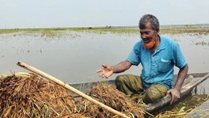 কিশোরগঞ্জের হাওরাঞ্চলে ডুবেছে ২ হাজার হেক্টর জমির পাঁকা ধান
