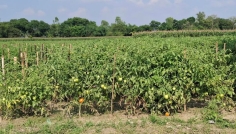 দিনাজপুরে গ্রীষ্মকালীন টমেটো চাষে বাম্পার ফলনের আশা