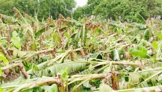 কালবৈশাখীর তাণ্ডবে চুয়াডাঙ্গা কৃষকের ক্ষতি কোটি টাকার বেশি!