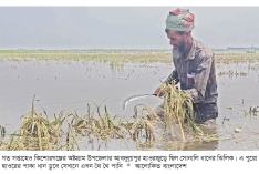 কিশোরগঞ্জের হাওরাঞ্চলে ২ হাজার হেক্টর জমির পাকা ধান নিমজ্জিত  
