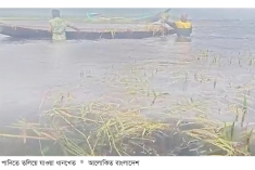 কলমাকান্দায় হাওরের ধান পানির নিচে  