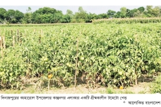 গ্রীষ্মকালীন টমেটো চাষে লাভবান কৃষক  