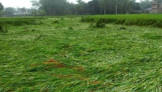 সিরাজগঞ্জে প্রবল বৃষ্টিপাতে লুটিয়ে পড়েছে বোরো ধান