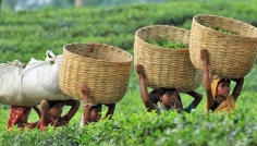মৌলভীবাজারে বিদ্যুৎ বিপর্যয়ে কোটি টাকার ক্ষতির মুখে চা শিল্প
