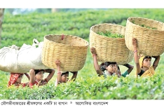 লোডশেডিংয়ে ক্ষতির মুখে চা শিল্প  