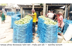 চৌগাছায় পটোলের ফলন ও দামে খুশি কৃষক  