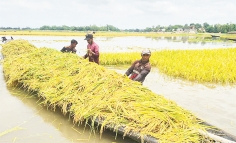 অতিবৃষ্টি ও উজানের ঢলে তলিয়ে গেছে বিস্তীর্ণ হাওর  