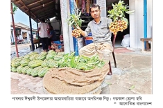 ঈশ্বরদীর বাজারে অপরিপক্ব লিচু, দাম চড়া  