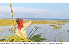 সুনামগঞ্জের হাওরে সর্বস্ব হারিয়ে কৃষকের আর্তনাদ  