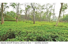 চা উৎপাদনে রেকর্ড গড়ছে বাঁশখালীর বেলগাঁও চা বাগান  