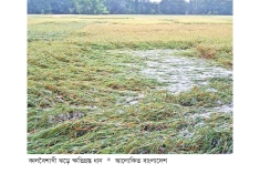 বোয়ালখালীতে ১০ হেক্টর জমির ধান ক্ষতিগ্রস্ত  