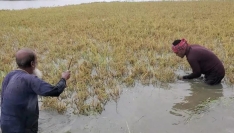 কিশোরগঞ্জে তলিয়েছে ৩৬ হাজার কৃষকের ধান