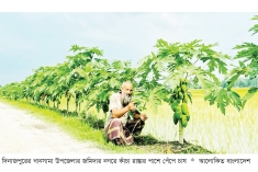 দিনাজপুরে রাস্তার পাশে পেঁপে চাষে ফিরছে সচ্ছলতা  