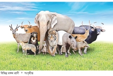 যেসব স্থলজ প্রাণী খাওয়া হারাম  