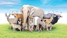 যেসব স্থলজ প্রাণী খাওয়া হারাম