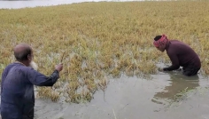 কিশোরগঞ্জে তলিয়েছে ৩৬ হাজার কৃষকের ধান