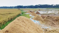 টানা বৃষ্টির পর কৃষকদের জন্য স্বস্তির খবর