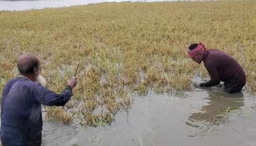 কিশোরগঞ্জে তলিয়েছে ৩৬ হাজার কৃষকের ধান