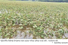 মির্জাগঞ্জে টানাবৃষ্টিতে মুগডাল খেত প্লাবিত, কৃষকের ক্ষতি  
