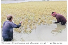 তলিয়ে গেছে ৩৬ হাজার কৃষকের ১০ হেক্টরেরও বেশি ধান  