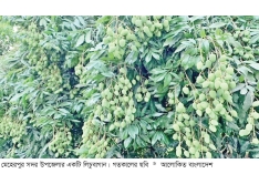 মেহেরপুরে লিচুর ভালো ফলন চাষিদের মুখে হাসি  