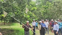 সাতক্ষীরায় আনুষ্ঠানিকভাবে আম সংগ্রহ কার্যক্রম শুরু