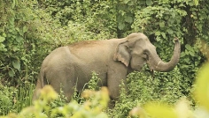 দুর্গাপুরে বন্য হাতির আক্রমণে যুবকের মৃত্যু, এলাকায় শোক