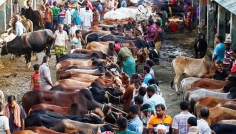 রাজধানীতে বসছে ২৮টি পশুর হাট, স্বচ্ছ টেন্ডারে কঠোর কর্তৃপক্ষ