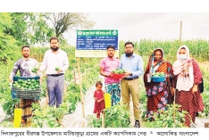 বীরগঞ্জে ক্যাপসিকাম চাষে স্বাবলম্বী কৃষক  