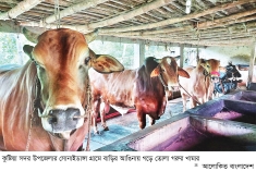 কুষ্টিয়ায় কোরবানির পশু দুই লাখ 